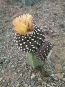 photo_2016-10-10_11-24-26